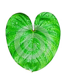 Philodendron green leaf water drops white background isolated, Homalomena leaves, Caladium foliage, tropical plant branch, araceae