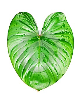 Philodendron green leaf water drops white background isolated, Homalomena leaves, Caladium foliage, tropical plant branch, araceae