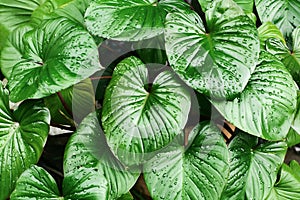 Philodendron green leaves water drops background, Homalomena rubescens wet leaf texture, tropical foliage pattern, exotic plant