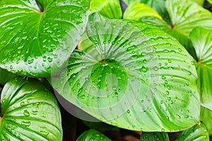 Philodendron green leaves water drops background, Homalomena rubescens wet leaf texture, tropical plant foliage