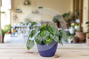 Philodendron hederaceum green leaves plant in a decorative pot photo