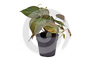 `Philodendron Hederaceum Micans`, a tropical house plant with heart shaped leaves with velvet texture in flower pot