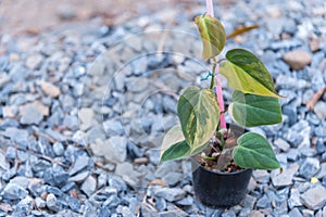 Philodendron Hederaceum (Micans) varigated