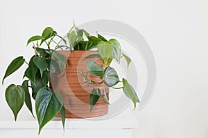 Philodendron Hederaceum plant in pot with white background