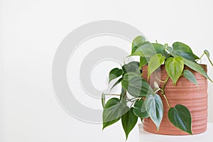 Philodendron Hederaceum plant in pot with white background photo