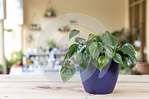 'Philodendron hederaceum scandens brasil green leaves house plant with selective focus and blurred background