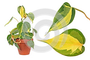 Philodendron hederaceum var. oxycardium syn. Philodendron scandens isolated on white background photo