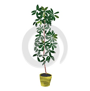 Philodendron illustration. potted house plant vector.