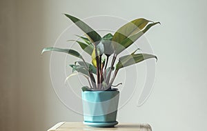 Philodendron Imperial Red in a turquoise pot