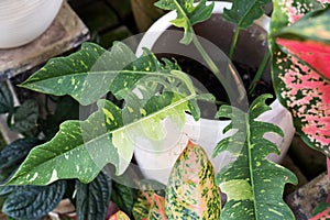 Philodendron Jungle Boogie or also known as Ring of Fire variegated leaf