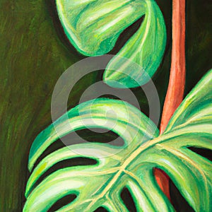 Philodendron is a large genus of flowering plants in the family Araceae, Anthurium, grown as ornamental and indoor photo