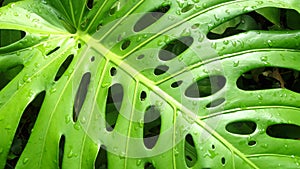 Philodendron leaf photo