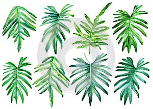 Philodendron leaf, hand drawn watercolor tropical plants set. Exotic palm leaves, botany plant elements. monstera plant