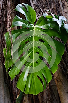 Philodendron leaf - Monstera leaf