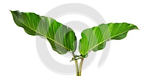 Philodendron leaf Philodendron melinonii, Large green foliage isolated on white background, with clipping path