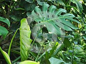 Philodendron Leaves