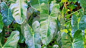 Philodendron leaves have dazzling water droplets after the rain.