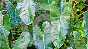 Philodendron leaves with water drops on the leaves after the rain