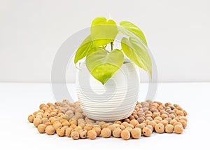 Philodendron lime green heart leaves plant in white ceramic pot on a white isolated background