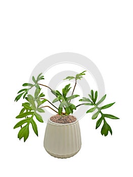 Philodendron Mayoi in a white pot.