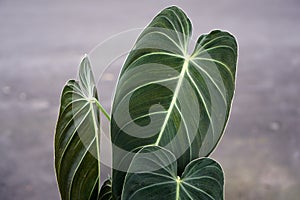 The Philodendron melanochrysum or often called `milano` is a common â€œrareâ€ and beautiful tall houseplant
