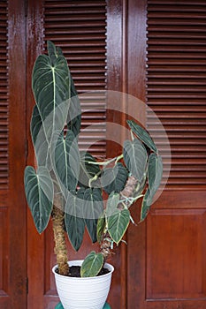 The Philodendron melanochrysum or often called `milano` is a common â€œrareâ€ and beautiful tall houseplant
