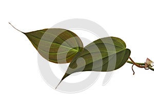 Philodendron Micans leaves, Velvet leaf philodendron, isolated on white background, with clipping path