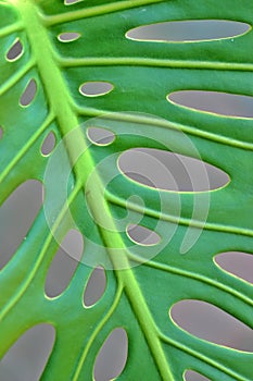 Philodendron Monstera Leaf 2