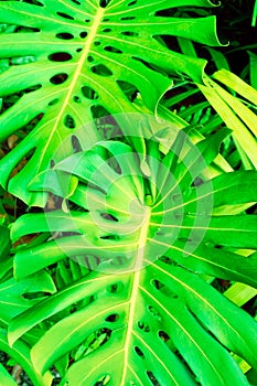 Monstera deliciosa, the ceriman or swiss cheese plant, green leaf background photo