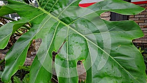 Philodendron monstera wet with rain