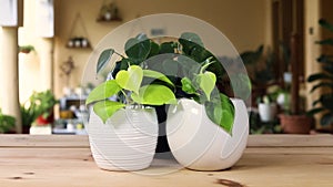 Philodendron neon lime green and variegated brazil plant in white decorative flowerpots