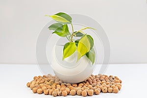 Philodendron ornamental plant in white decorative pot on white background