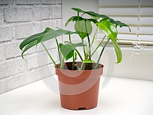 Philodendron panduriforme is a large genus of evergreen plant