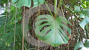 Philodendron pertusum plant. Monstera deliciosa