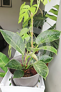 Philodendron , Philodendron birkin or bicolor plant