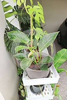 Philodendron , Philodendron birkin or bicolor plant