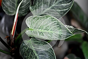 Philodendron , Philodendron birkin or bicolor plant