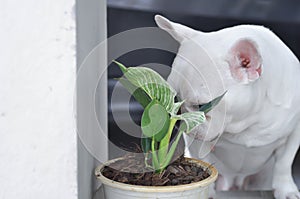Philodendron , Philodendron birkin and a dog
