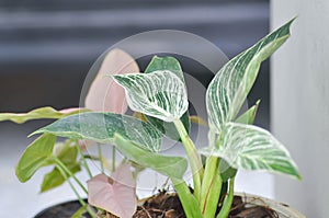 Philodendron , Philodendron birkin and Philodendron or Philodendron birkin and Syngonium