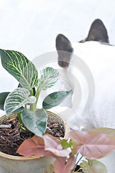 Philodendron , Philodendron birkin and Syngonium or  Syngonium Pink