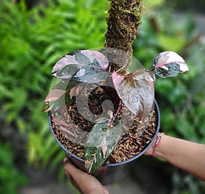 Philodendron pink princess