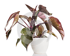 Philodendron Pink Princess plant, Philodendron Erubescens leaves, isolated on white background, with clipping path