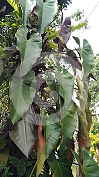 Philodendron plant