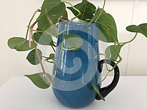 Philodendron plant cuttings rooting in a blue glass pitcher.