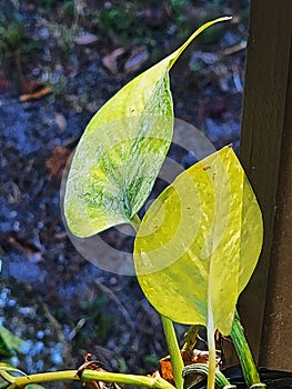 Philodendron plant heart leaf Araceae family houseplant decoration garden photo