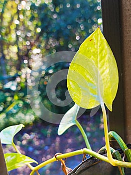 Philodendron plant heart leaf Araceae family popular houseplants