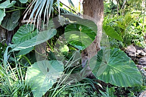 A Philodendron Plant with large Leaves and ferns growing in a garden setting photo