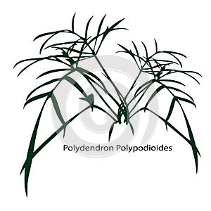 Philodendron Polypodioides isolated on white background