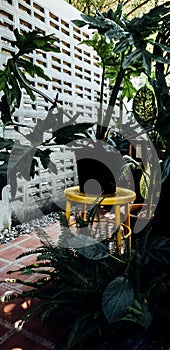 Philodendron in pot on the yellow chair with green leaves plant and tree in the garden, brick wall backdrop. House plant