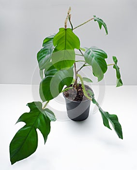 Philodendron Red Wonder is a genus of flowering plants